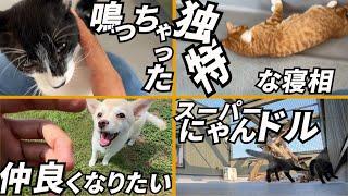 【保護猫】さかがみ家の日常。メンバーは新しくなっても変わらない「さかがみ家」