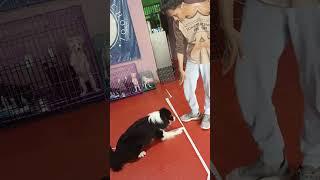 dancing dog training border collie #dogs #jakartadogschool #jds #funny #animals #pets