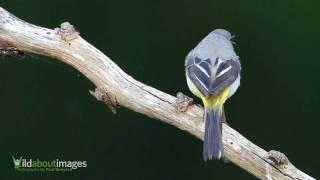 Grey Wagtail