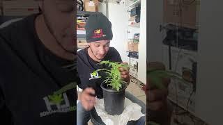 How to Top plants and stress them