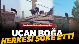 Boğa çatıya çıktı, gören inanamadı!