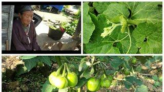 Pumpkin Leaves Recipe/ Grandma's Recipe/ Bitter Eggplant Chutney/ Healthy and Nutritious