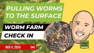 Getting the Worms to the Surface: Weekly Worm Farm Check-In Nov 11, 2024