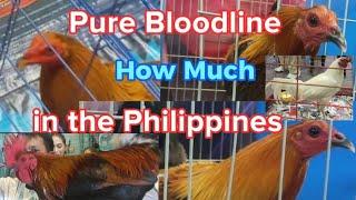 World Gamefowl Expo 2024 "Philippines"