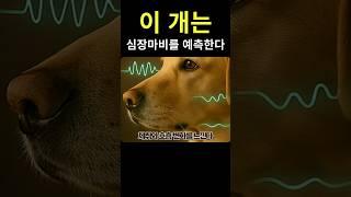 이 개는 심장마비를 예측한다