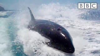 Why did killer whales chase a tourism boat? - BBC