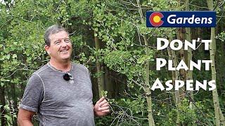 Don't Plant Aspens in Your Colorado Front Range Landscape