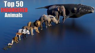 Top 50 Most Endangered Animal: 3D size Comparison Video