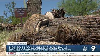 Remembering 'Strong-Arm': Marana's 200-year-old Saguaro has fallen