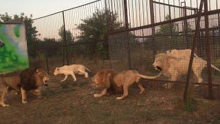 Dylan & Olya Visit Taigan Lion Park - Crimea, Russia