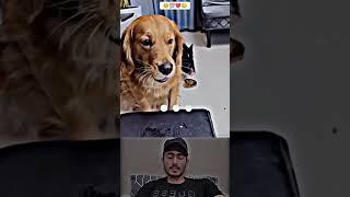 Sunwin | Link tải sunwin Respect animals ️#Ep_30