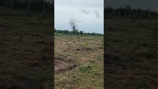 Commercial Mango  cultivation 1st stage planting stage #garden #gardendesign #gardentech