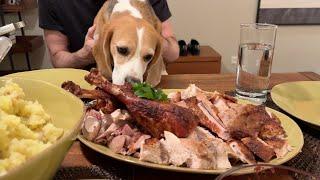 Cute beagle is thanksful for turkey