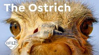 The Ostrich - a Bird with a Penis  | Wild to Know