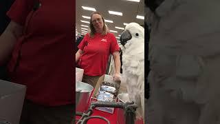 Cockatoo Shopatoo - Benji has no interest in a gummy fish