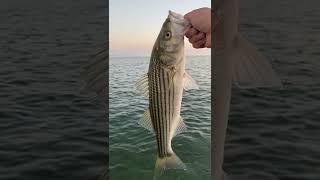 how to catch striped bass without striped bass gear 