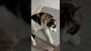 깡패 벼리 (like Byeori)