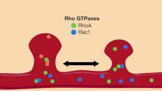 RhoGTPases: A three-way approach to controlling neural plasticity