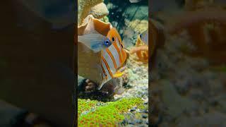 Tranquil Clownfish  Vibrant Coral Reefs & Relaxing Underwater Views in 4K UHD