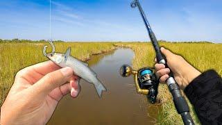 Fishing w/ LIVE Mullet in a NEW Saltwater Creek!