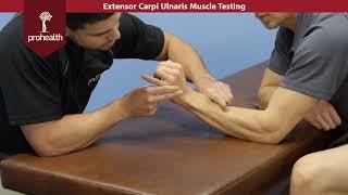 Extensor Carpi Ulnaris Muscle Test Palpation Dr Vizniak Muscle Manual