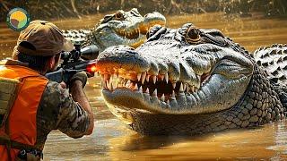 How Do Hunters And Farmers Deal With Millions Of Alligators by Guns | Farming Documentary