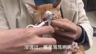 给猫咪剪指甲实录️️