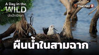 ผืนน้ำในสามฉาก | A Day in the WILD