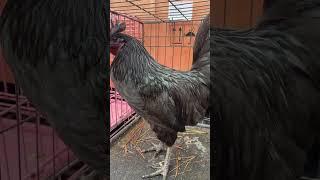 Ayam Cemani Rooster. Who should we breed him with?