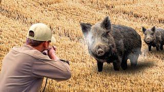 DANGEROUS giant boar, 50 of the best and most exciting boar hunts #hoghunt #wildboar #wildpig