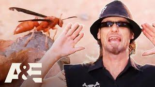 Swarm of the ANGRY Bees - Billy the Exterminator: FULL EPISODE Marathon | A&E