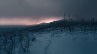 Windy Winter Storm in a Pine Forest | Howling Snowstorm Ambience Snow Blizzard White Noise | 12 Hrs