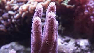 Pulsating Pink Sinularia Finger Leather Coral