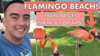 I Took a Cruise to Aruba and Visited the WORLD FAMOUS Flamingo Island!