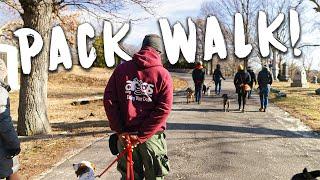 Pack Walk w/ Argos Dog Training in Boston