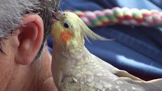 #Cockatiel Licking Sweaty Hair