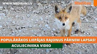 Populārākos Liepājas rajonus pārņem lapsas! Aculiecinieka video