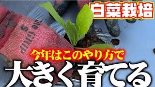 【長年白菜栽培をしてきた知識と経験】種まきから追肥までのお話と苗の植付け防虫ネットかけ【今年も立派な白菜を栽培します】