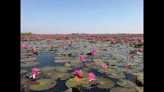 Red Lotus Sea in Udon Thani. (Nong Han Kumphawapi Lakes).