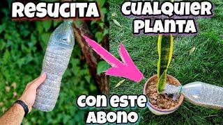 REVIVE cualquier PLANTA con este ABONO CASERO ! Curar plantas ENFERMAS o SECAS | Huerto urbano