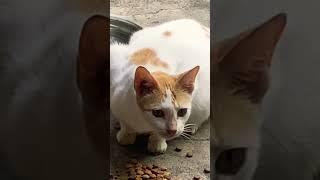 Pregnant don’t worry… just eat #stray #cat  #guest …