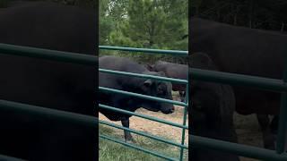 The funny thing about cattle! #ranch #cow #brangus #bull #cow #animals #shortsfeed #shorts