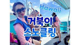 Hawaii Waikiki travel ] 하와이 거북이스노클링 투어, 스노쿨링 준비물, 팁