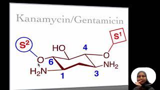 17241E Aminoglycosides