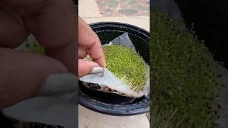 Grow Chia Sprouts from Scratch #microgreens