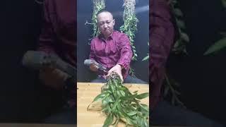 How amazing to grow orchids propagate plant fast and easy #2921