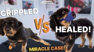 MIRACLE Case: CRIPPLED Dog WALKS AGAIN!!