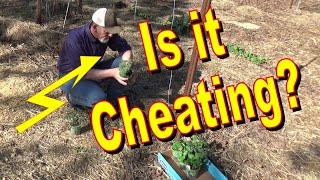 Is It Cheating In The Deep Mulch Garden 4 17 2024