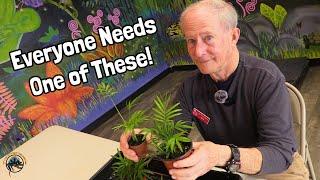 How to Take Care of a Bella Palm  - An Awesome Houseplant AND Terrarium Plant!