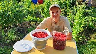 NON - TOURIST RUSSIA 2024: August Hunting in the Countryside